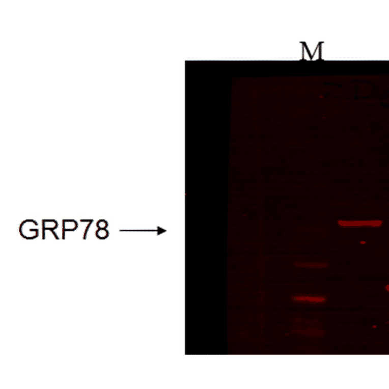 Western Blot - Anti-GRP78 Antibody [6H4-2G7] (A305098) - Antibodies.com