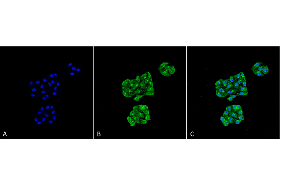 Immunocytochemistry/Immunofluorescence - Anti-GRP78 Antibody [6H4-2G7] (A305098) - Antibodies.com