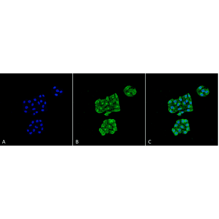 Immunocytochemistry/Immunofluorescence - Anti-GRP78 Antibody [6H4-2G7] (A305098) - Antibodies.com