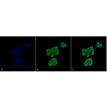 Immunocytochemistry/Immunofluorescence - Anti-GRP78 Antibody [6H4-2G7] (A305098) - Antibodies.com