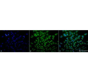 Immunocytochemistry/Immunofluorescence - Anti-GRP78 Antibody [1H11-1H7] (A305099) - Antibodies.com