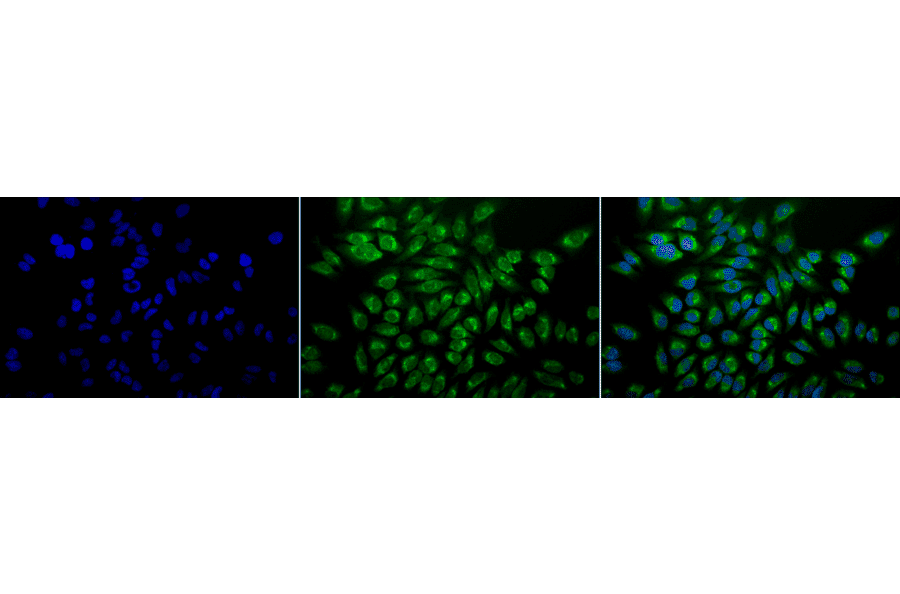 Immunocytochemistry/Immunofluorescence - Anti-GRP78 Antibody [1H11-1H7] (A305099) - Antibodies.com