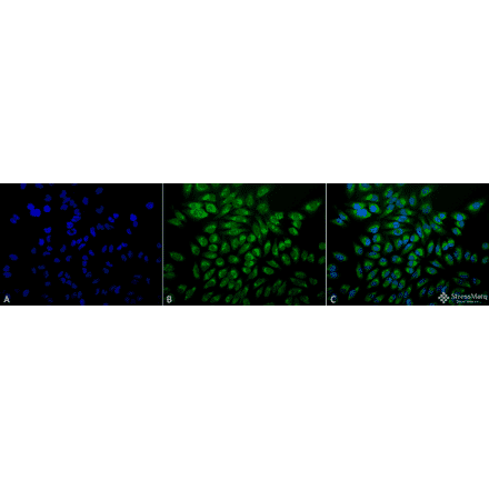 Immunocytochemistry/Immunofluorescence - Anti-GRP78 Antibody [1H11-1H7] (A305099) - Antibodies.com