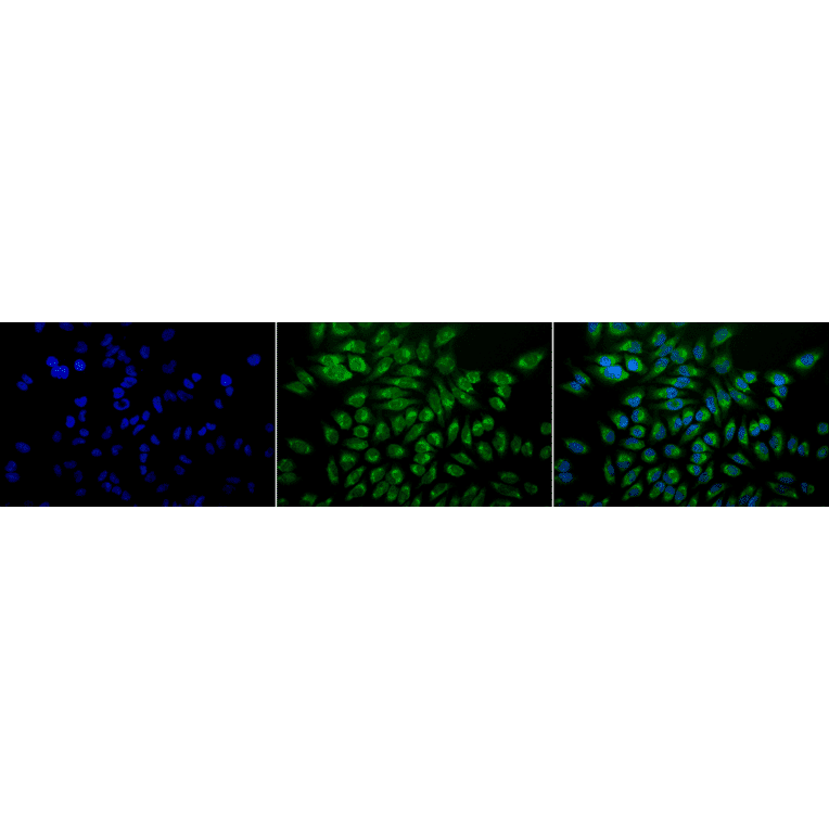 Immunocytochemistry/Immunofluorescence - Anti-GRP78 Antibody [1H11-1H7] (A305099) - Antibodies.com