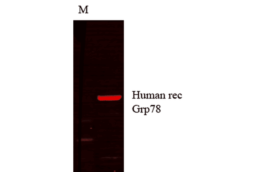 Western Blot - Anti-GRP78 Antibody [1H11-1H7] (A305099) - Antibodies.com