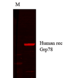 Western Blot - Anti-GRP78 Antibody [1H11-1H7] (A305099) - Antibodies.com