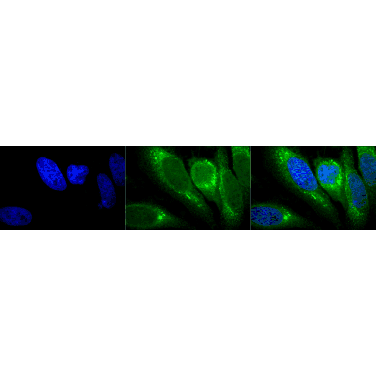 Immunocytochemistry/Immunofluorescence - Anti-GRP78 Antibody [1H11-1H7] (A305099) - Antibodies.com