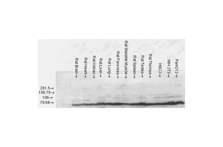 Western Blot - Anti-GRP78 Antibody (A305100) - Antibodies.com