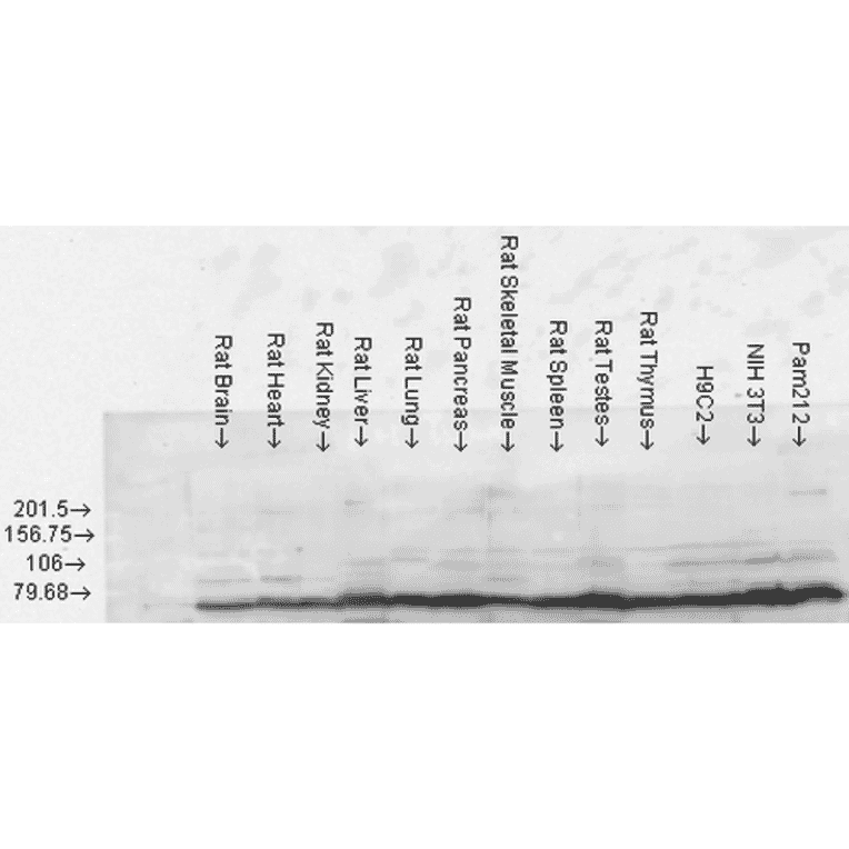 Western Blot - Anti-GRP78 Antibody (A305100) - Antibodies.com