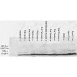 Western Blot - Anti-GRP78 Antibody (A305100) - Antibodies.com