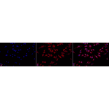 Immunocytochemistry/Immunofluorescence - Anti-GRP78 Antibody (A305100) - Antibodies.com