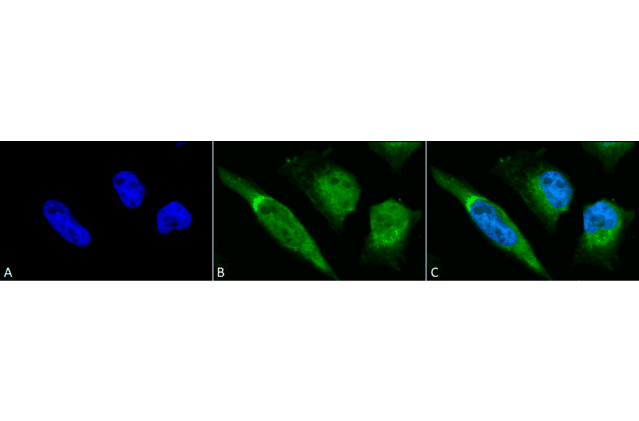 Immunocytochemistry/Immunofluorescence - Anti-GRP78 Antibody (A305100) - Antibodies.com