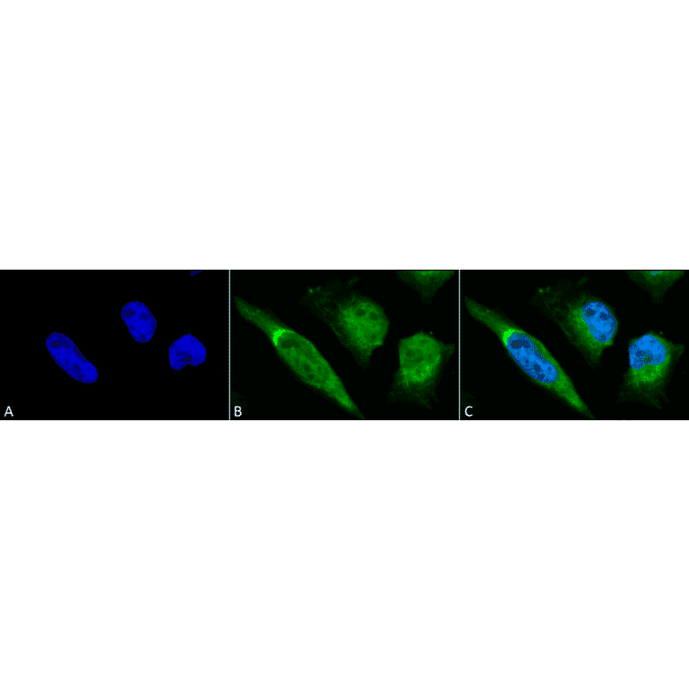 Immunocytochemistry/Immunofluorescence - Anti-GRP78 Antibody (A305100) - Antibodies.com