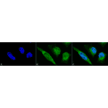 Immunocytochemistry/Immunofluorescence - Anti-GRP78 Antibody (A305100) - Antibodies.com