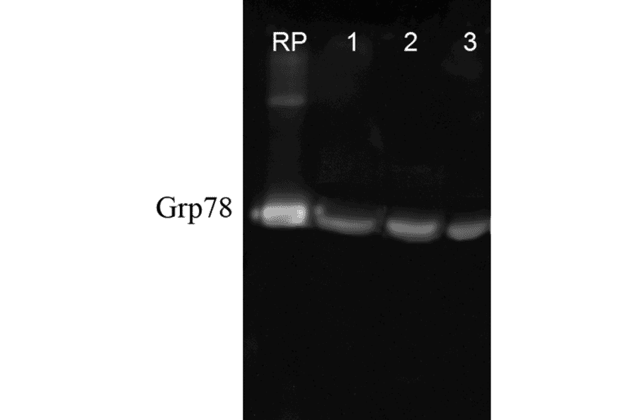 Western Blot - Anti-GRP78 Antibody (A305100) - Antibodies.com