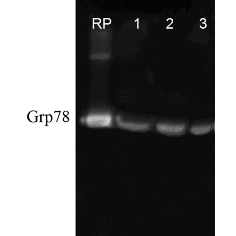 Western Blot - Anti-GRP78 Antibody (A305100) - Antibodies.com