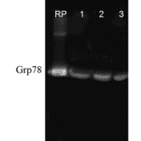 Western Blot - Anti-GRP78 Antibody (A305100) - Antibodies.com
