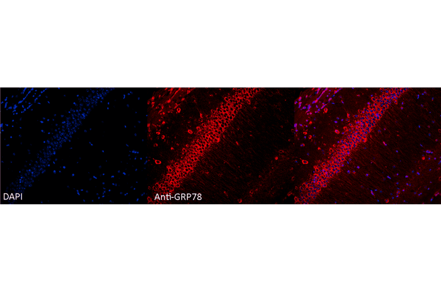 Immunocytochemistry/Immunofluorescence - Anti-GRP78 Antibody (A305100) - Antibodies.com