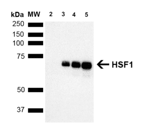 Western Blot - Anti-HSF1 Antibody [10H8] (A305101) - Antibodies.com