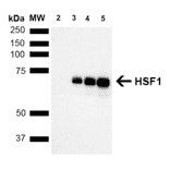 Western Blot - Anti-HSF1 Antibody [10H8] (A305101) - Antibodies.com