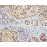 Immunohistochemistry - Anti-HSF1 Antibody [10H8] (A305101) - Antibodies.com