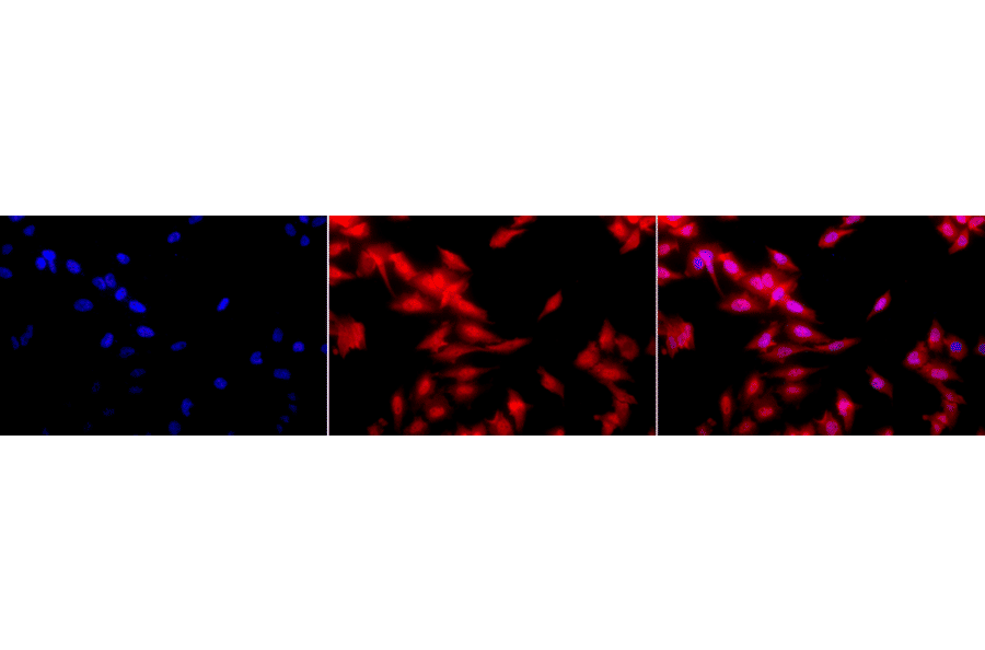 Immunocytochemistry/Immunofluorescence - Anti-HSF1 Antibody [10H8] (A305101) - Antibodies.com