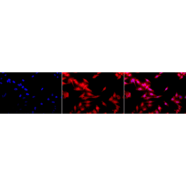 Immunocytochemistry/Immunofluorescence - Anti-HSF1 Antibody [10H8] (A305101) - Antibodies.com
