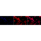 Immunocytochemistry/Immunofluorescence - Anti-HSF1 Antibody [10H8] (A305101) - Antibodies.com