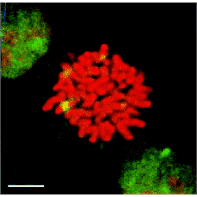 Immunocytochemistry/Immunofluorescence - Anti-HSF1 Antibody [10H8] (A305101) - Antibodies.com