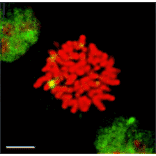 Immunocytochemistry/Immunofluorescence - Anti-HSF1 Antibody [10H8] (A305101) - Antibodies.com