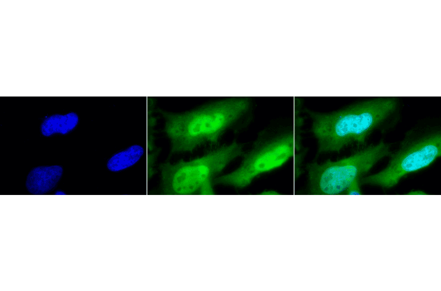 Immunocytochemistry/Immunofluorescence - Anti-HSF1 Antibody [10H8] (A305101) - Antibodies.com
