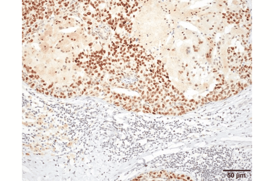 Immunohistochemistry - Anti-HSF1 Antibody [10H4] (A305102) - Antibodies.com