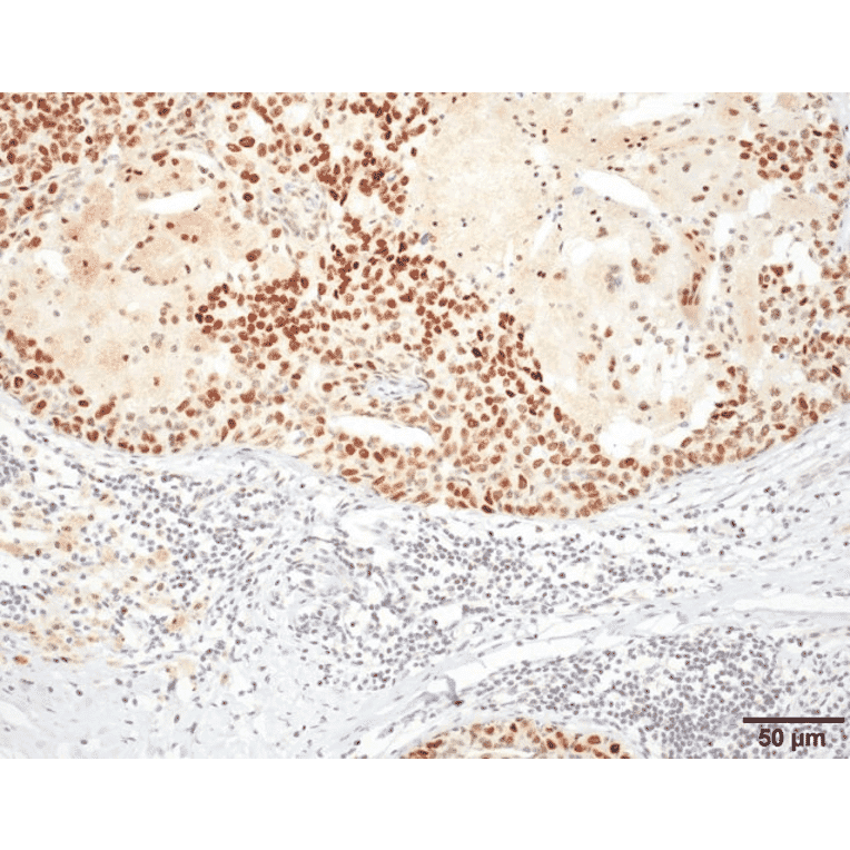Immunohistochemistry - Anti-HSF1 Antibody [10H4] (A305102) - Antibodies.com