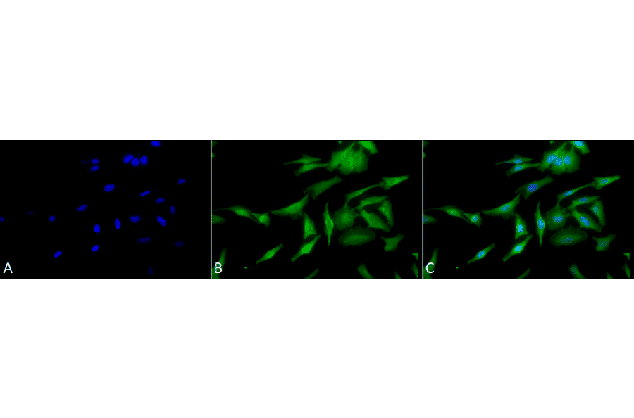 Immunocytochemistry/Immunofluorescence - Anti-HSF1 Antibody [10H4] (A305102) - Antibodies.com