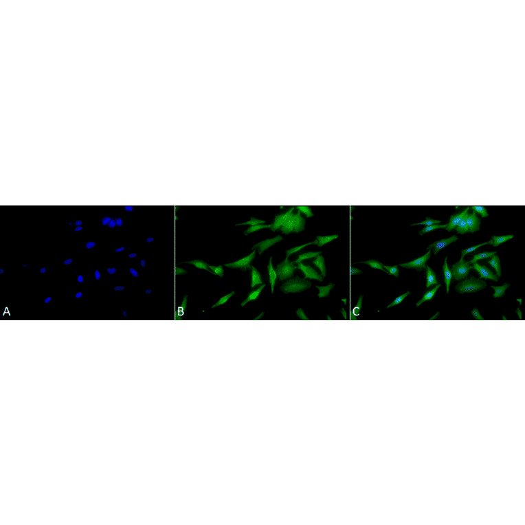 Immunocytochemistry/Immunofluorescence - Anti-HSF1 Antibody [10H4] (A305102) - Antibodies.com