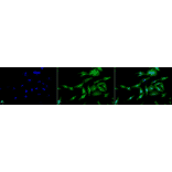 Immunocytochemistry/Immunofluorescence - Anti-HSF1 Antibody [10H4] (A305102) - Antibodies.com