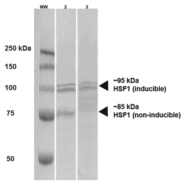 Western Blot - Anti-HSF1 Antibody [10H4] (A305102) - Antibodies.com