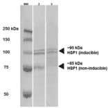 Western Blot - Anti-HSF1 Antibody [10H4] (A305102) - Antibodies.com