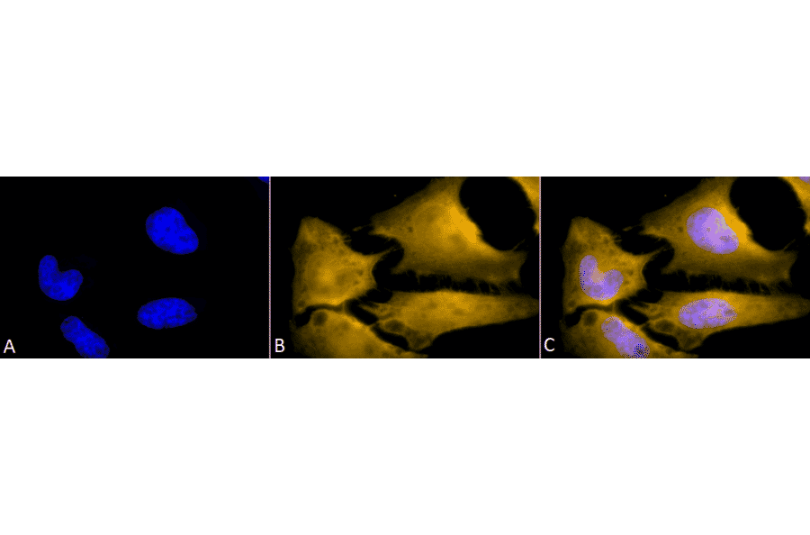 Immunocytochemistry/Immunofluorescence - Anti-HSF1 Antibody [10H4] (A305102) - Antibodies.com