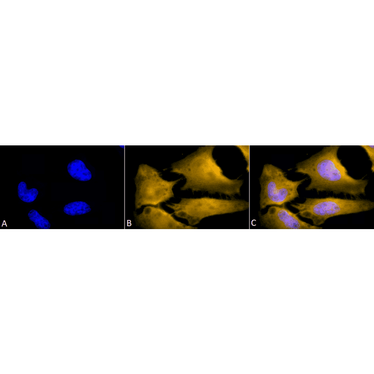 Immunocytochemistry/Immunofluorescence - Anti-HSF1 Antibody [10H4] (A305102) - Antibodies.com