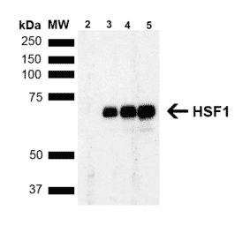 Western Blot - Anti-HSF1 Antibody [4B4] (A305103) - Antibodies.com