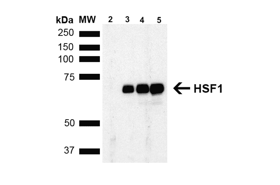 Western Blot - Anti-HSF1 Antibody [4B4] (A305103) - Antibodies.com