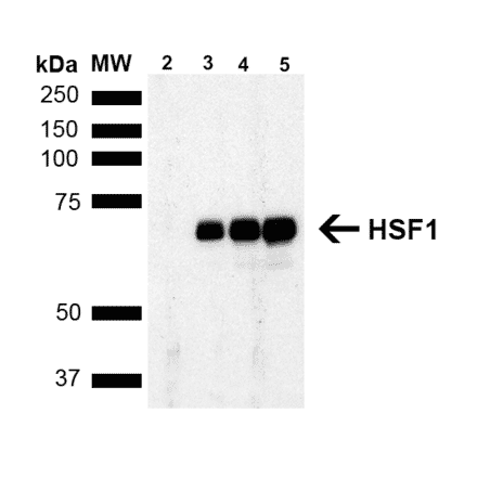 Western Blot - Anti-HSF1 Antibody [4B4] (A305103) - Antibodies.com