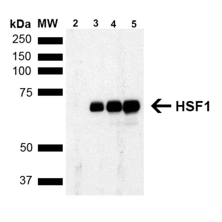 Western Blot - Anti-HSF1 Antibody [4B4] (A305103) - Antibodies.com