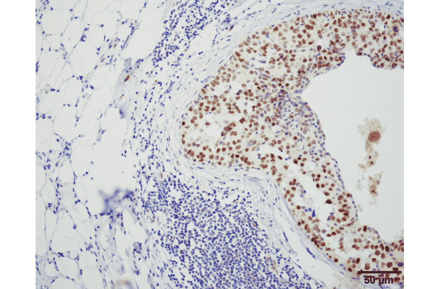 Immunohistochemistry - Anti-HSF1 Antibody [4B4] (A305103) - Antibodies.com