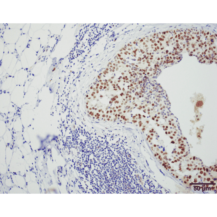 Immunohistochemistry - Anti-HSF1 Antibody [4B4] (A305103) - Antibodies.com