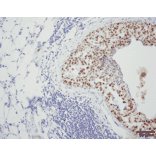 Immunohistochemistry - Anti-HSF1 Antibody [4B4] (A305103) - Antibodies.com