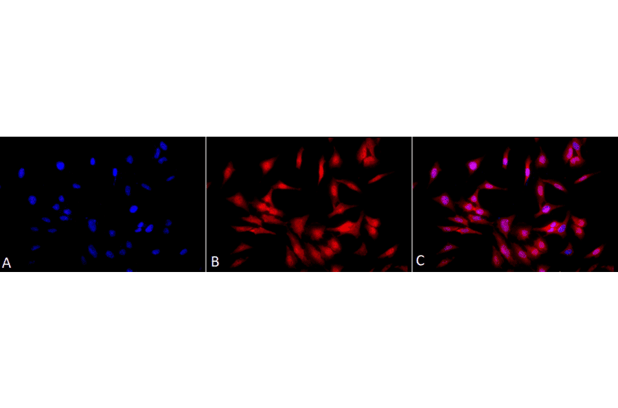 Immunocytochemistry/Immunofluorescence - Anti-HSF1 Antibody [4B4] (A305103) - Antibodies.com
