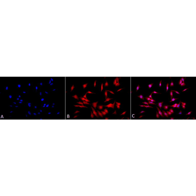 Immunocytochemistry/Immunofluorescence - Anti-HSF1 Antibody [4B4] (A305103) - Antibodies.com