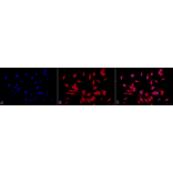 Immunocytochemistry/Immunofluorescence - Anti-HSF1 Antibody [4B4] (A305103) - Antibodies.com